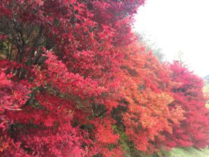 三峯神社の紅葉